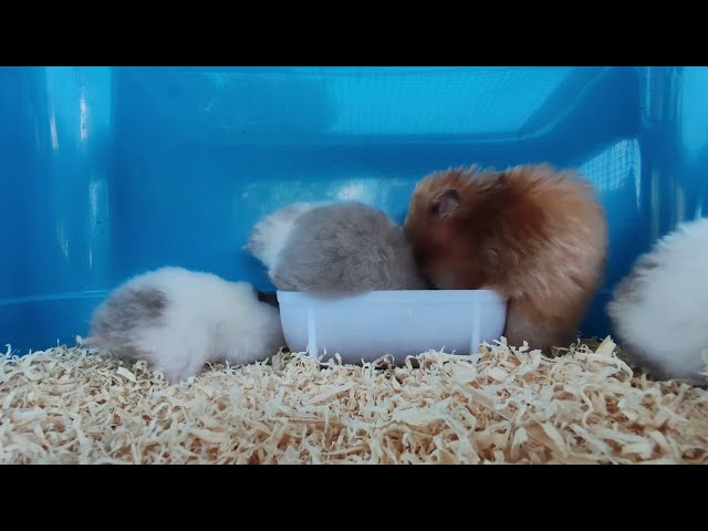 Is Hamster a good pet? What do you Think? class=