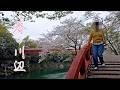 【70才からのセカンドライフ】散り際にギリギリお花見~桜淵公園~【vlog/シニアライフ】