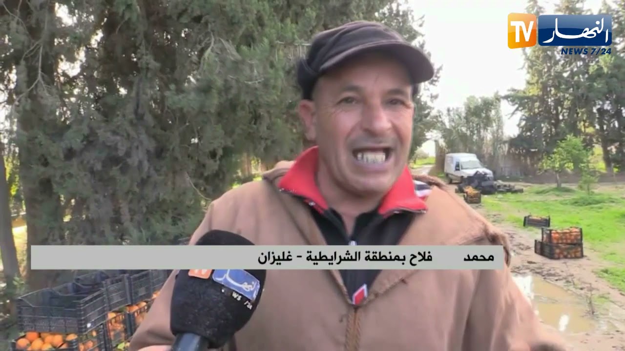 غليزان: رغم الصعوبات.. فلاحو منطقة الشرايطية يحققون نتائج مرضية في إنتاج الحمضيات