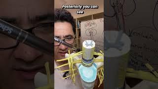 Celebrity The Mysterious Anatomy of the Spinal Cord Profile