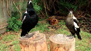 Vocal Magpies || ViralHog