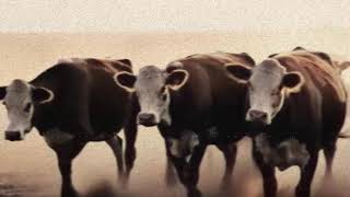 SIXTY FIVE YEARS   A CATTLEMANS SONG 1