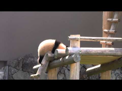 #2-24 Mar 2013 Panda Cub Yuhin, First time to go outside 優浜お外デビュー
