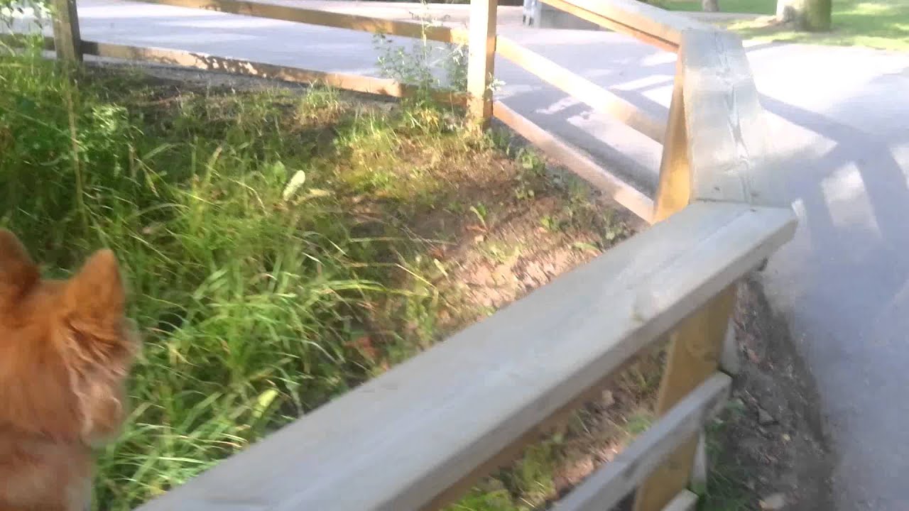 Hundpromenad med enkel balansövning