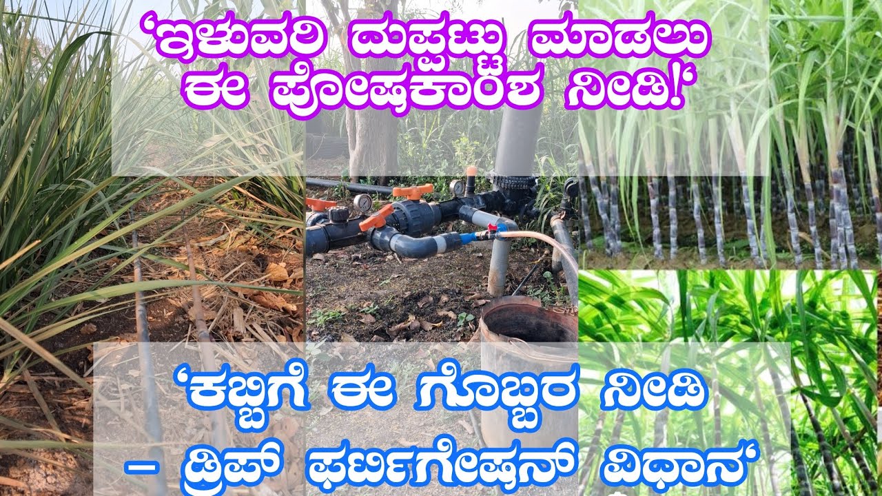 ಕಬ್ಬಿಗೆ 70 ದಿನಗಳ ನಂತರ ಹನಿ ನೀರಾವರಿ ಮೂಲಕ 2ನೇ ಡೋಸ್ ಗೊಬ್ಬರ | Sugarcane 2nd Dose Fertilizer
