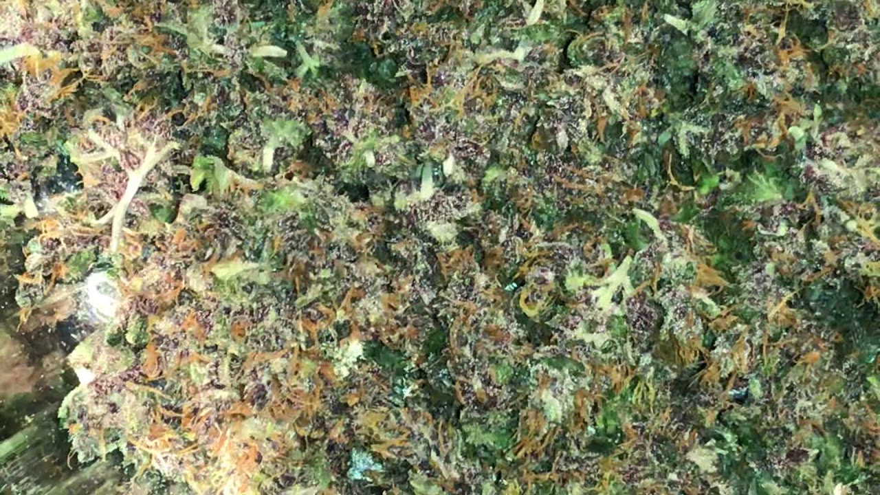 Bloody skunk auto flower from sweet seeds