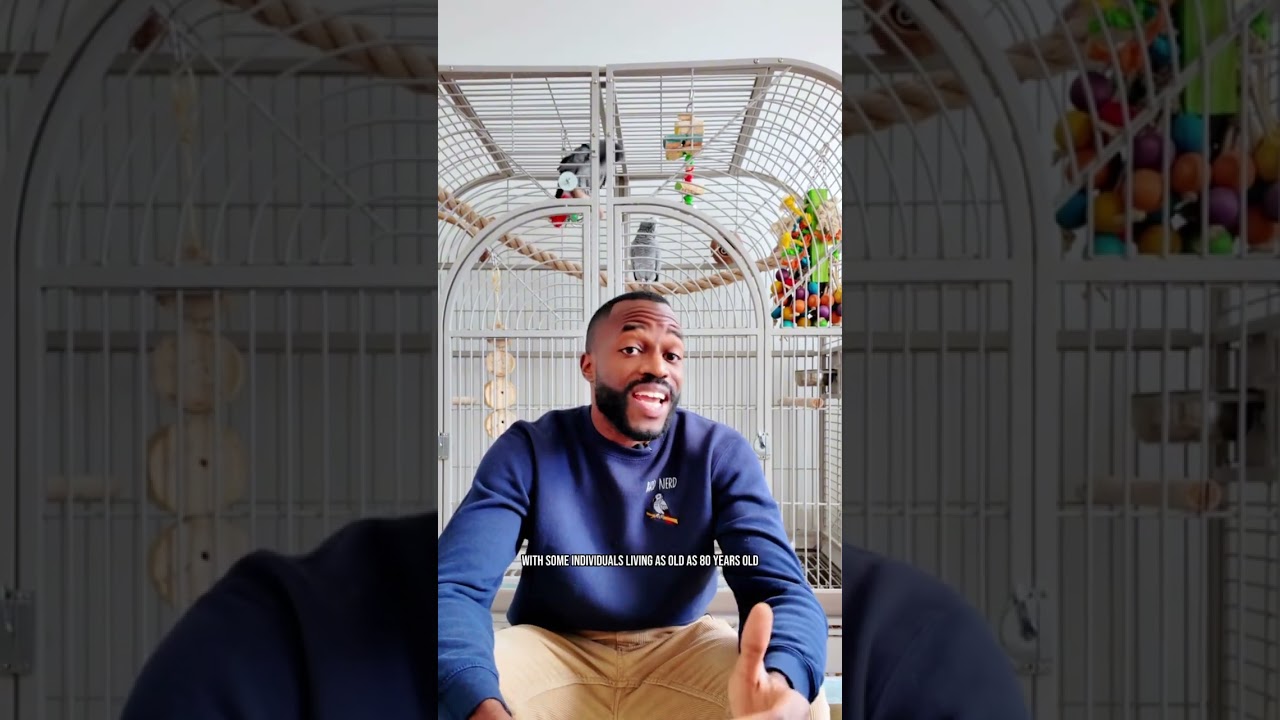 How Much Is an African Grey Parrot!?