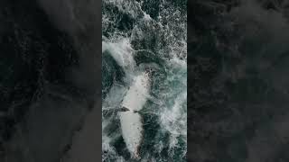 Humpback Whale Massive Tail Slap