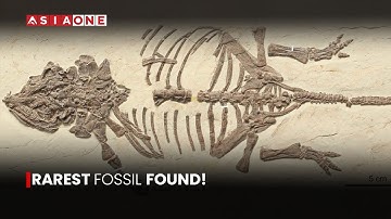 Brazil Scientists Discover Youngest Rhynchosaur Fossil From Dawn of Dinosaur Era | Asia One News