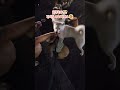 한여름 밤의 리치 산책기 즐거움을 온 몸으로 표현하는 강아지 리치산책일기 여름밤산책 프렌치불독 반려동물 강아지여름 한여름 밤의 리치 산책기 즐거움을 온 몸으로 표현하는 강아지 리치산책일기 여름밤산책 프렌치불독 반려동물 강아지여름