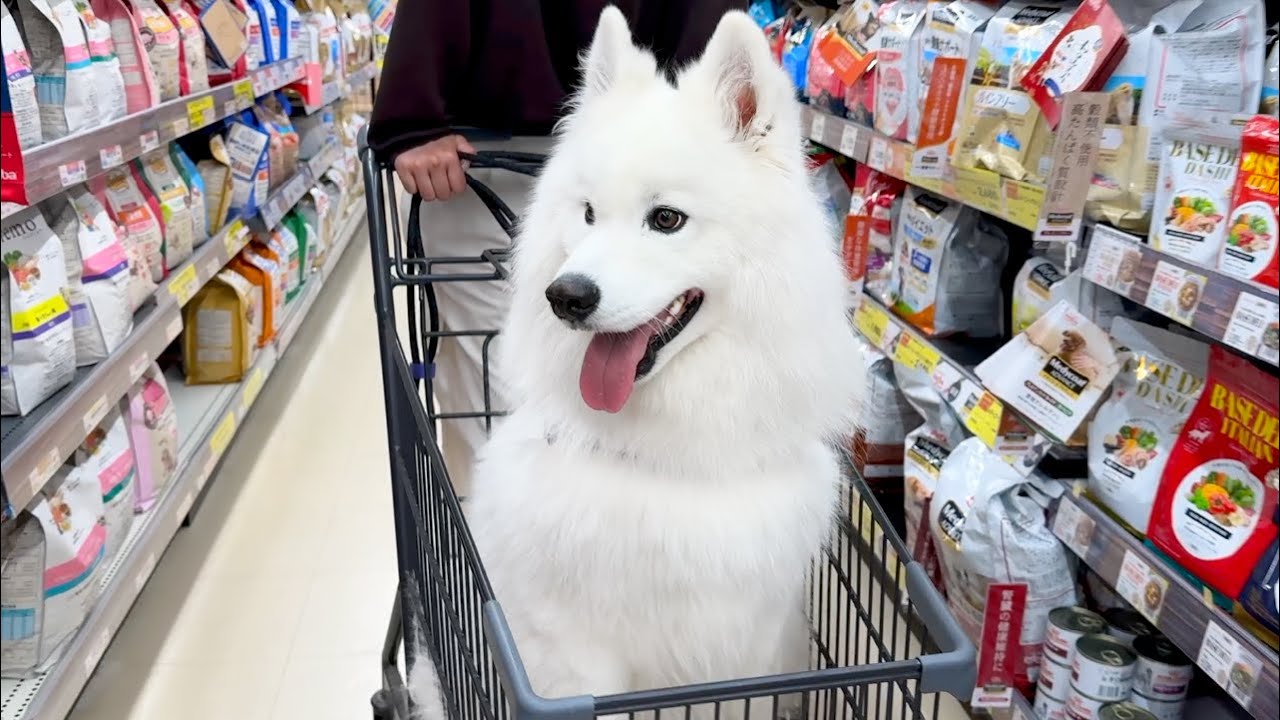 Our Samoyed Gets So Excited at the Hardware Store - YouTube