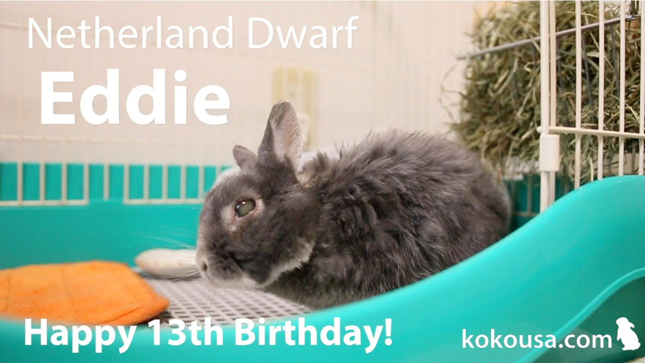 ご長寿うさぎさんのお宅訪問 エディくん 13歳おめでとう！Happy 13th
