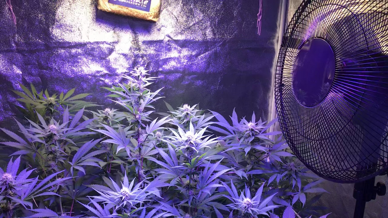 Day 25 Flower Update YouTube