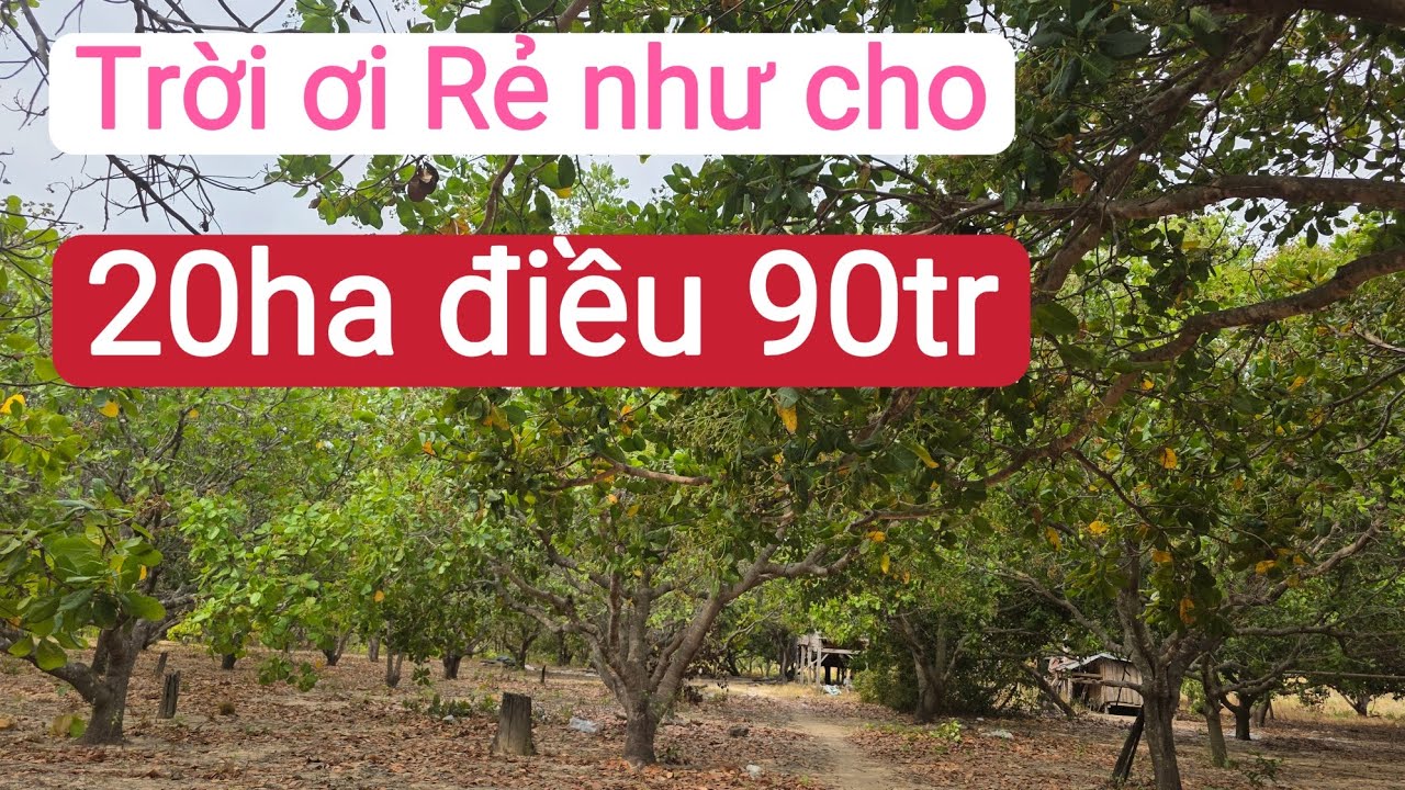 Bán vườn điều 20ha giá rẻ, bất động sản đất nông nghiệp trồng tiêu, cau, keo tràm làm trang trại