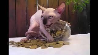 Even More Proof That Cats Are Pure Evil 20 Pics