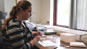 York U PhD student Nadia Tsvetkov puts RFID tag on honeybee