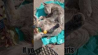 Download Lagu Check if your name starts with any of these letters, #catshorts, #catlovers 😆😁 MP3