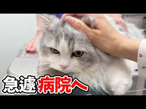 スコスコぽこ太郎ファミリー - YouTube