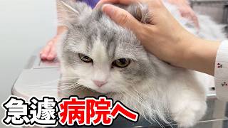子猫の足に異常があったので急遽病院に行ったら衝撃の事実が判明しました…涙