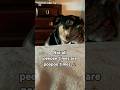 #funnydogs #funny #dogs #shorts #bulldog