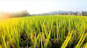 Tây Bắc Mùa Vàng Lúa Chín | Nam Phong Official