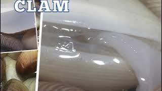 Download lagu keeping your clams  alive and fresh.