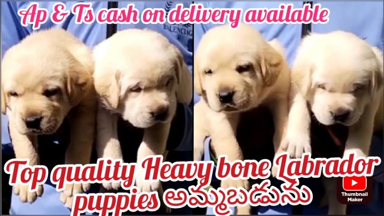 Labrador puppy for sale6302529656ongoledog market in ongole YouTube