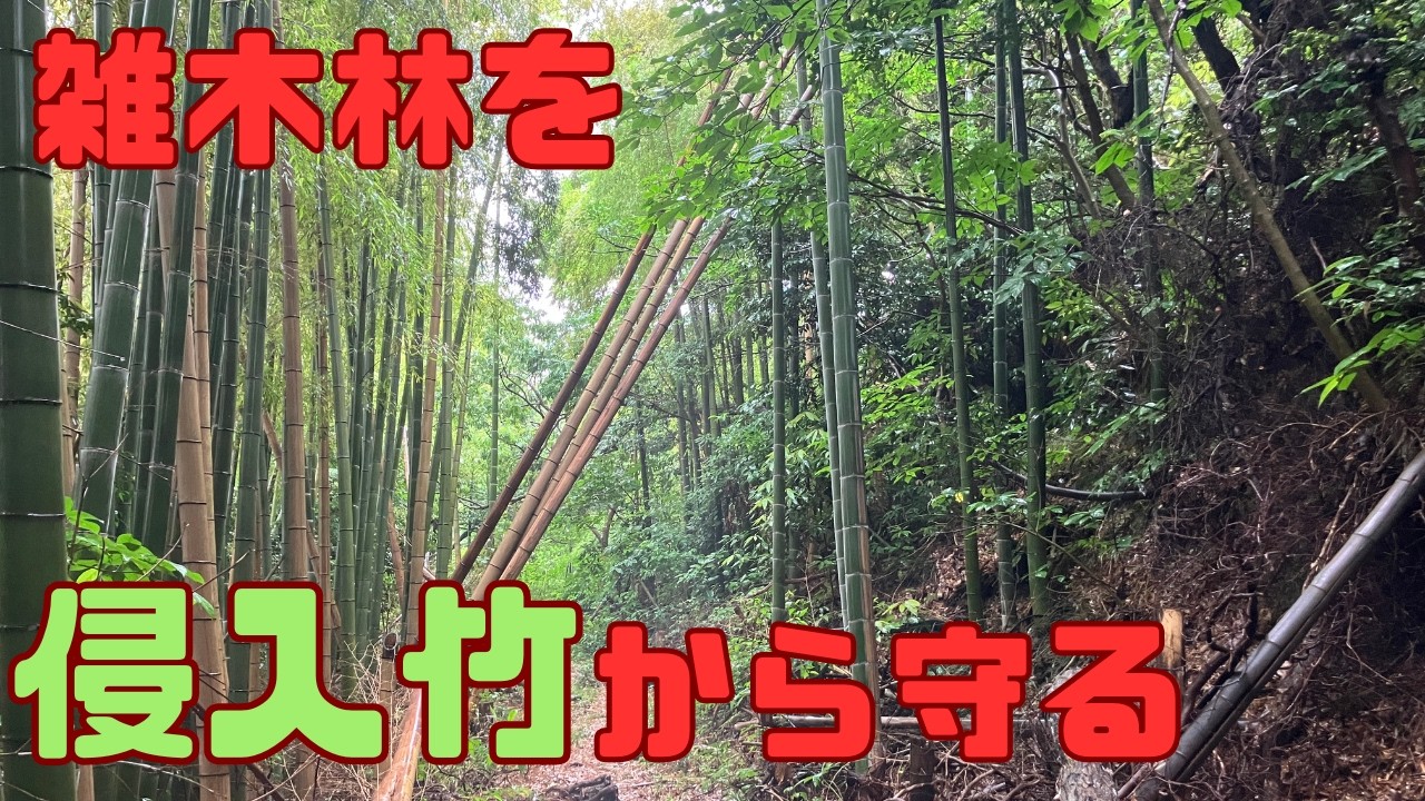 竹林整備】全長100m！侵入竹の全伐採【チェンソー】 - YouTube