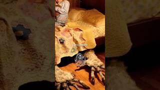 La Leyenda Del Coco, España