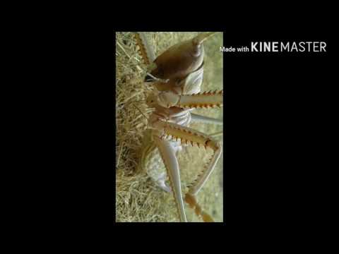 حشرة غريبة حشرة تشبه الجرادة بحجم كف اليد