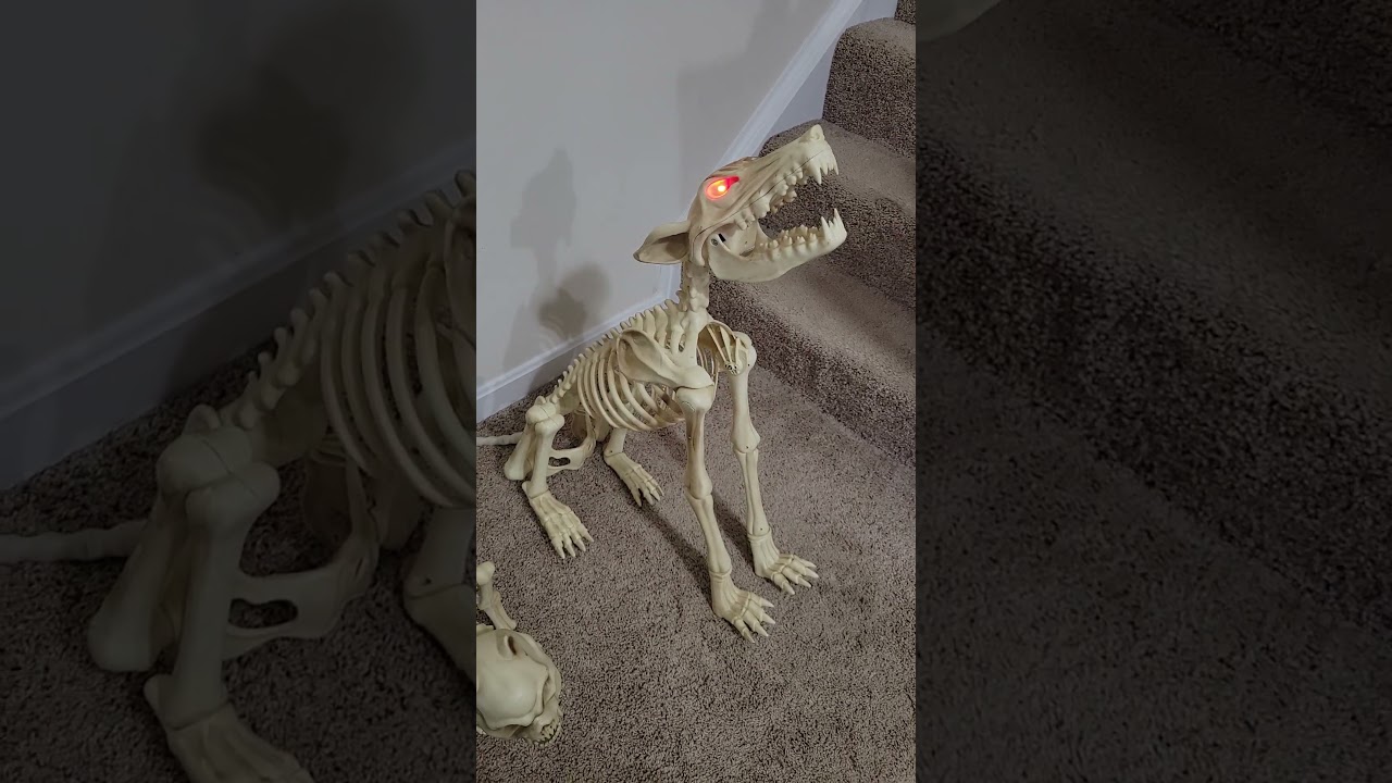 wolf skeleton $30 SOLD