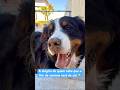 Fim de semana de ☀️ Stark passando por aqui porque vcs amam quando ele aparece ♥️ #bernese