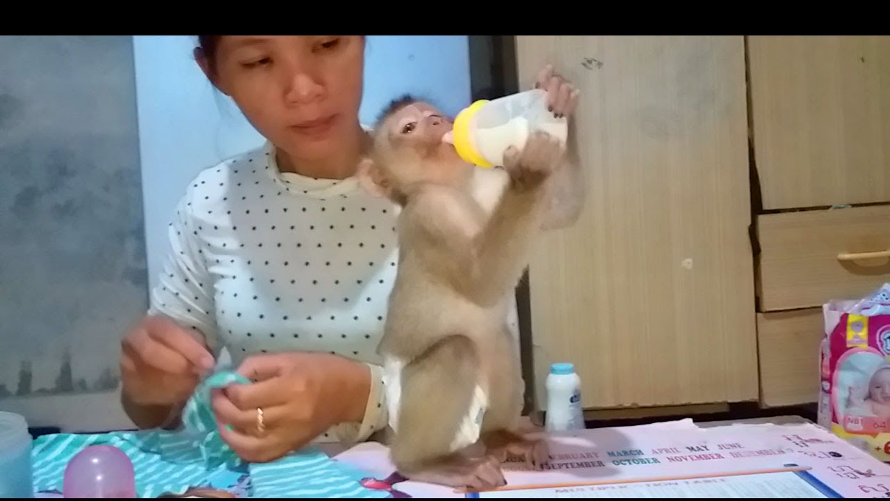 Mom feeding milk for beloved monkey Ella, Smart monkey Ella happy after bath