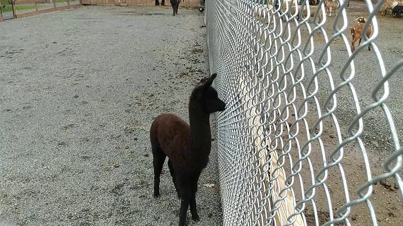 Crazy Alpaca or Lama!?? Fast Galloping Youngster!