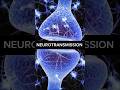REAL TIME View Of What Your Brain Looks Like When It Makes New MEMORIES Neuroscience Learning REAL TIME View Of What Your Brain Looks Like When It Makes New MEMORIES Neuroscience Learning