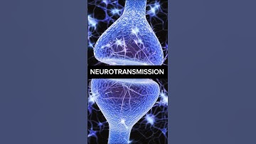 REAL-TIME view of what your brain looks like when it makes new MEMORIES! #Neuroscience #Learning