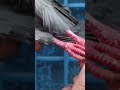 Kabootar ki video Raja Farhan