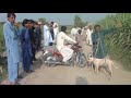 NEW SHIKER DOG AND PIGS ATTAK ADMEAN JEEVAN SOHEA AND SHIK HAMEED