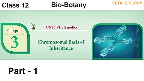 12th Bio Botany Chapter 3  Chromosomal Basis of Inheritance Part 1