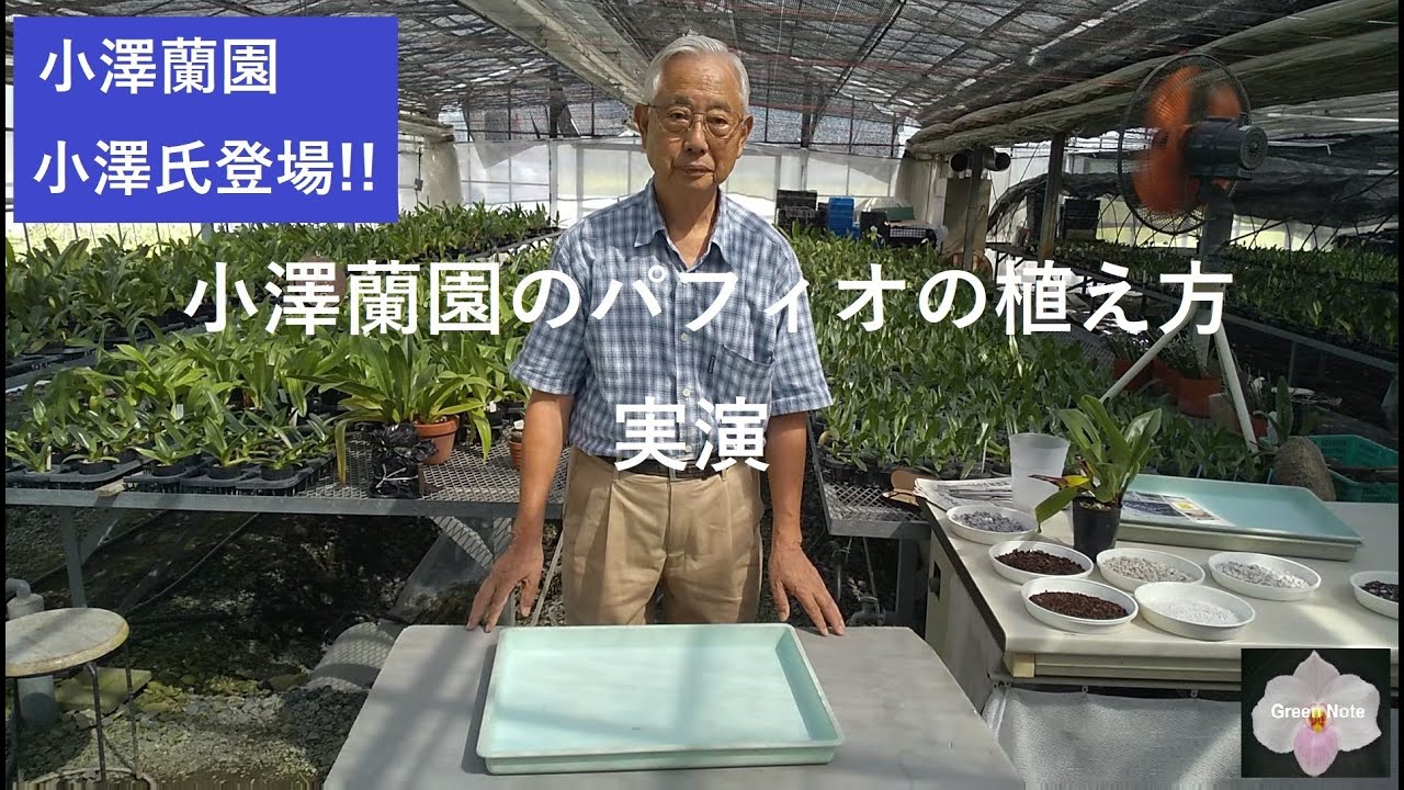 小澤蘭園のパフィオの植え方実演