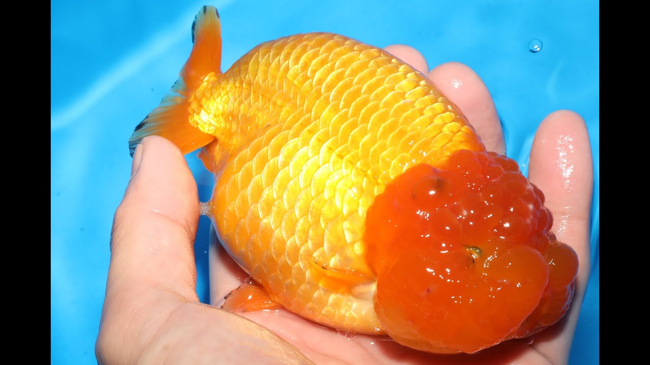 紅江戸錦 12 5cm YouTube