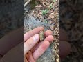 A chewed up enfield from yesterday #metaldetecting #fyp