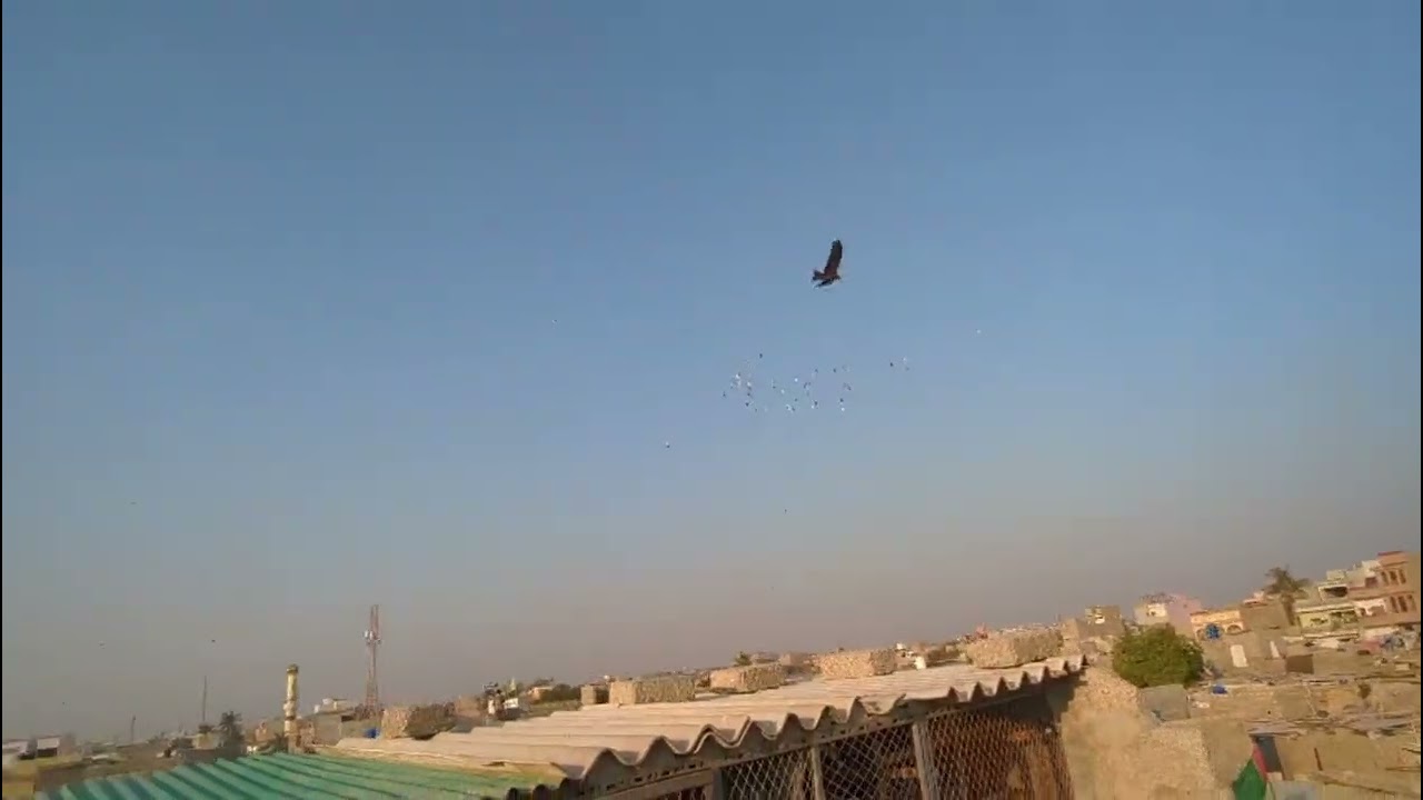 Hamza bhai sherabad walo k kabbotar