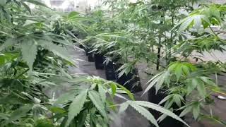 Auto flowers