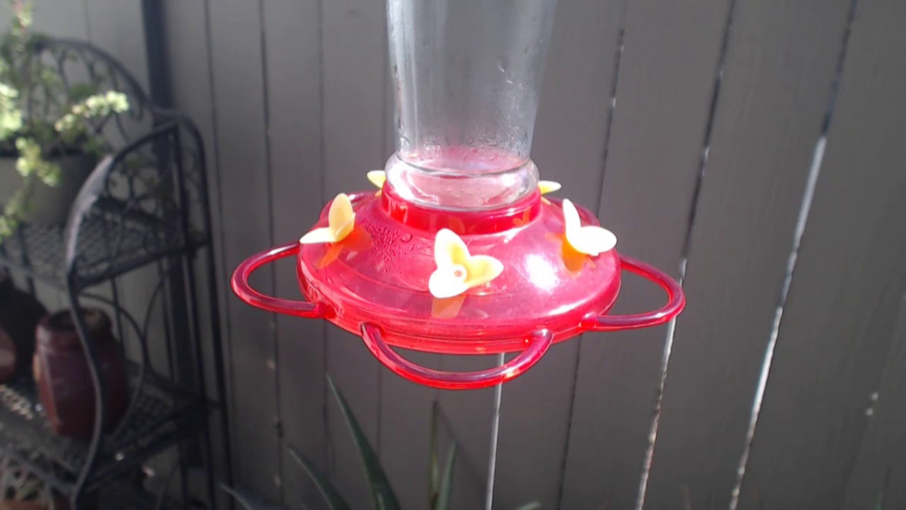video phone beyonce mp3 Bella Hummingbird Nest Cam 09-21-2018 10:40:22 - 11:40:22