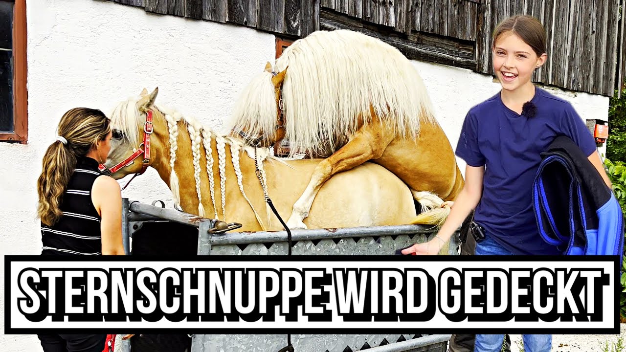 Sternschnuppe wird gedeckt | Bekommt sie ein Fohlen?
