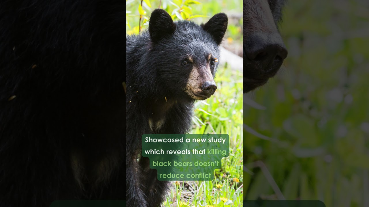 What The Fur-Bearers Accomplished in October!