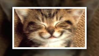 Cмешные коты и кошки видео. КОШКИ СМЕЮТСЯ! Cмешные коты и кошки видео. КОШКИ СМЕЮТСЯ!