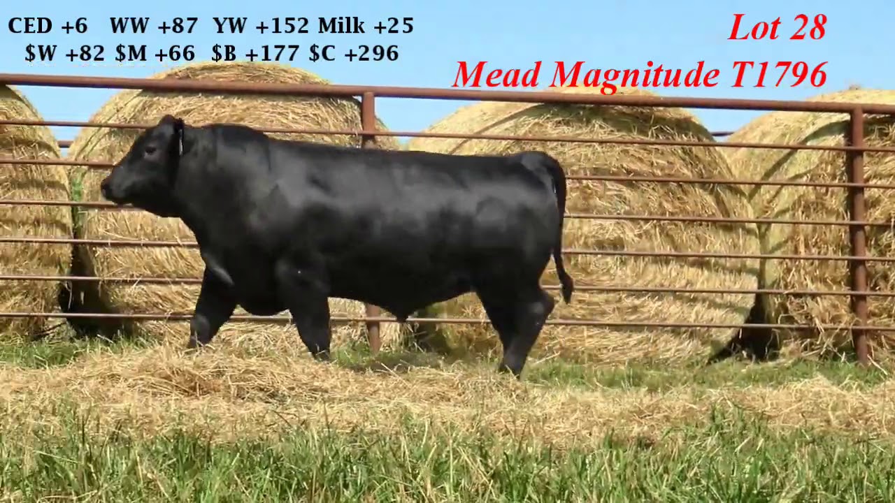 Mead Farms Lot 28 YouTube