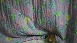 webkinz tv talk show episode 1